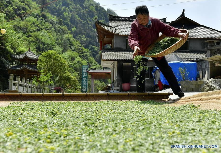  ENSHI, 12 abr (Xinhua) -- Fan Xianfeng, aldeana de 71 años de edad, elabora Baba en el pueblo Huoshaoying, del municipio Gaoluo del distrito Xuan'en de la provincia central china de Hubei. Como una tradición, los aldeanos hacen Baba al vapor, un bocadillo que se prepara con hierbas locales y arroz glutinoso cada primavera.  (Xinhua/Song Wen) 